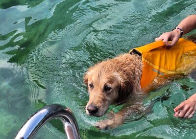 nos amis les chiens sur nos bateaux se baignent aussi